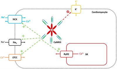 CaMKII Inhibition is a Novel Therapeutic Strategy to Prevent Diabetic Cardiomyopathy